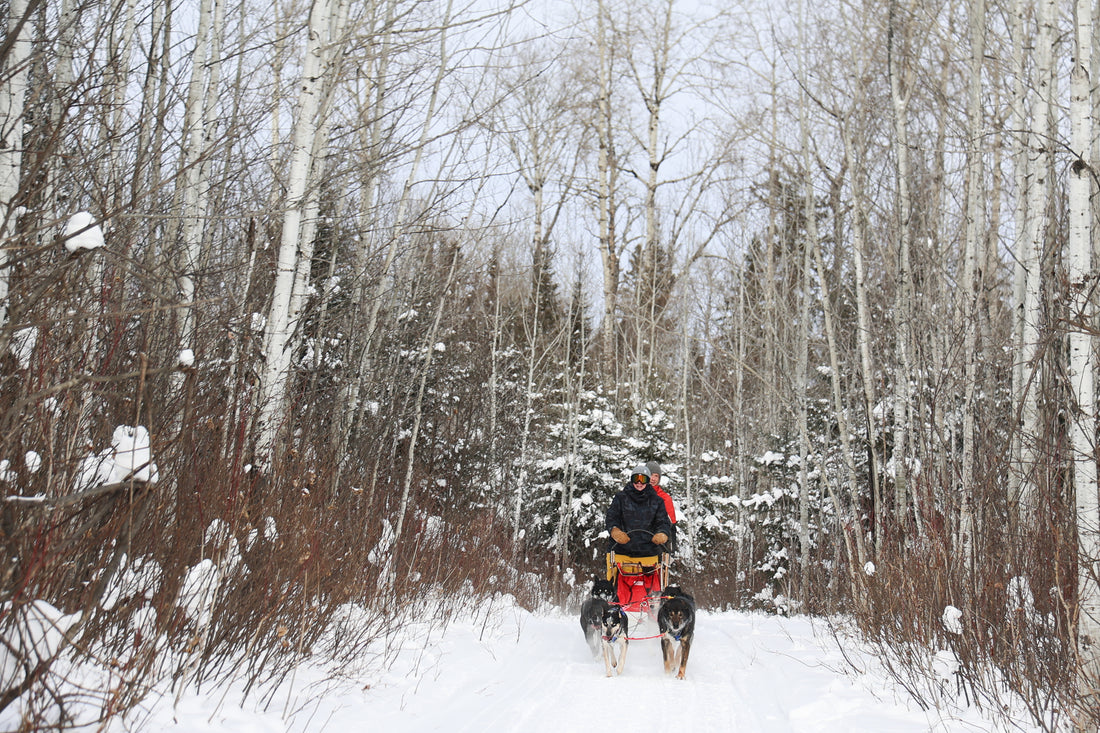 ABITIBI SLED DOGS